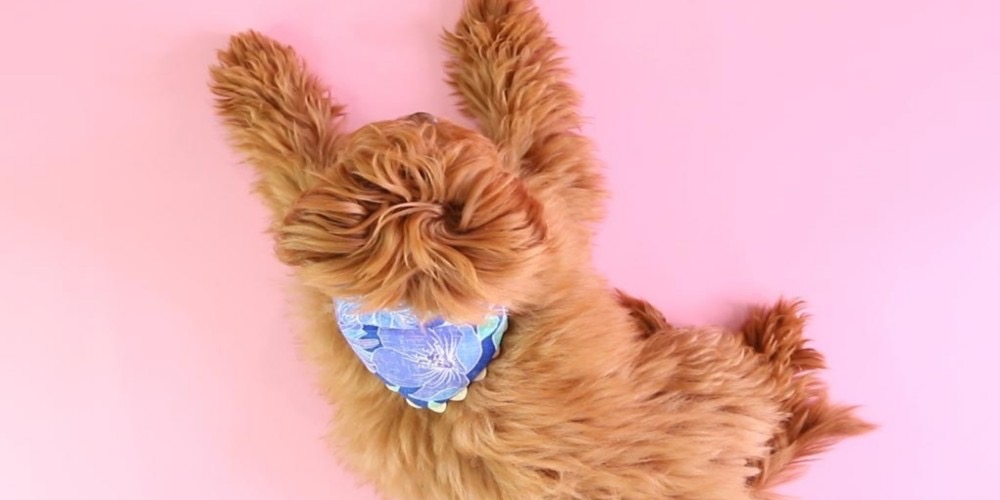 Reasons Why Your Dog Might Like Wearing Bandanas